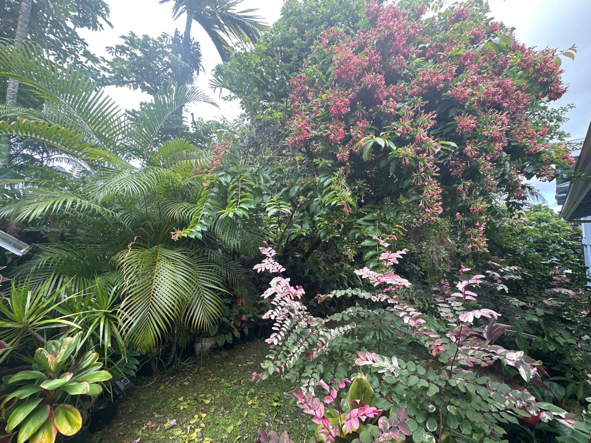 Hawaiian Ohana Home Χίλο Εξωτερικό φωτογραφία